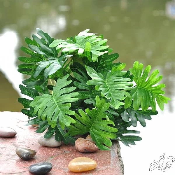 گیاه فیلودندرون